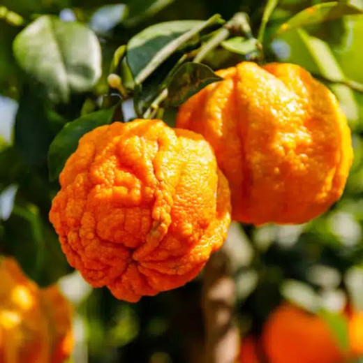 Confiture Orange Bigarade avec des zestes et 56% de fruits